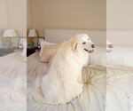 Small Photo #3 Great Pyrenees-Unknown Mix Puppy For Sale in Dallas, TX, USA