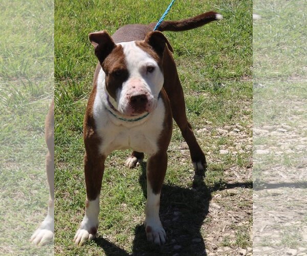 Medium Photo #3 Bullypit Puppy For Sale in Bandera, TX, USA