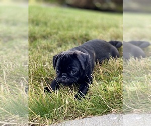 Pug Puppy for sale in FEDERAL WAY, WA, USA