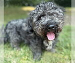 Small #6 Shih Tzu Mix