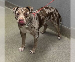 Mutt Dogs for adoption in Las Vegas, NV, USA