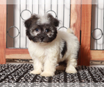 Small #1 Havanese