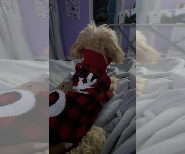 Medium Photo #2 Cock-A-Poo Puppy For Sale in WHITE PLAINS, MD, USA