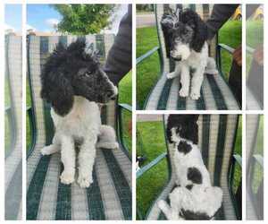 Poodle (Standard) Puppy for sale in PINE BLUFFS, WY, USA