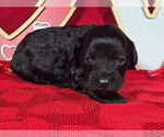 Small Photo #11 Bernedoodle (Miniature) Puppy For Sale in BLACK FOREST, CO, USA