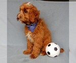 Small Photo #5 Cavapoo Puppy For Sale in MILLERSBURG, OH, USA