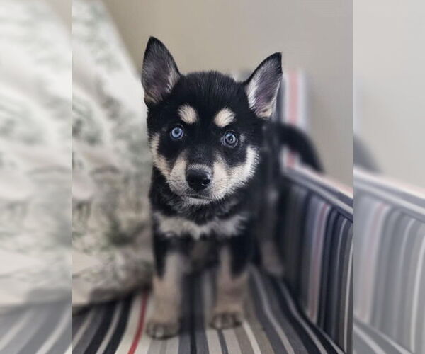 Medium Photo #4 Siberian Husky-Unknown Mix Puppy For Sale in McKinney, TX, USA