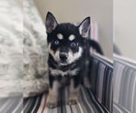 Small #3 Siberian Husky Mix