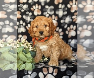 Cock-A-Poo Puppy for sale in NOTTINGHAM, PA, USA