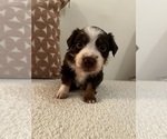 Puppy Puppy 2 Miniature Australian Shepherd