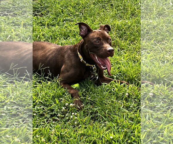 Medium Photo #8 American Pit Bull Terrier Puppy For Sale in Crandall, GA, USA