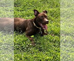 Small #7 American Pit Bull Terrier