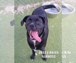 Labrador Retriever-Pug Mix Dogs for adoption in Pasadena, TX, USA