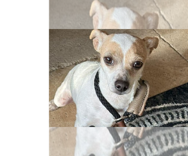 Medium Photo #5 Chihuahua-Unknown Mix Puppy For Sale in New York, NY, USA