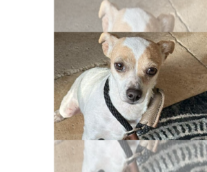 Twig (AL) - Female Chihuahua-Unknown Mix Dog for Adoption - Photo #5