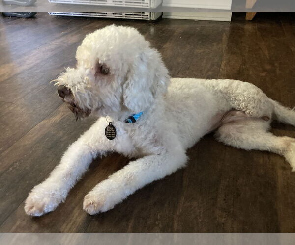 Medium Photo #5 Bichon Frise-Unknown Mix Puppy For Sale in Rootstown, OH, USA