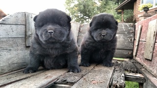 Chow Chow Puppy for sale in CONDE, SD, USA