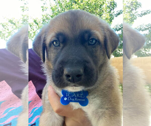 Medium Photo #17 Huskies -Unknown Mix Puppy For Sale in Corona, CA, USA