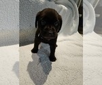 Small Photo #7 Labrador Retriever Puppy For Sale in Gagetown, MI, USA