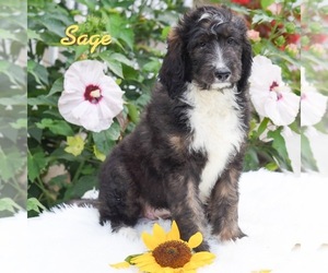 Bernedoodle Puppy for sale in MIFFLINBURG, PA, USA