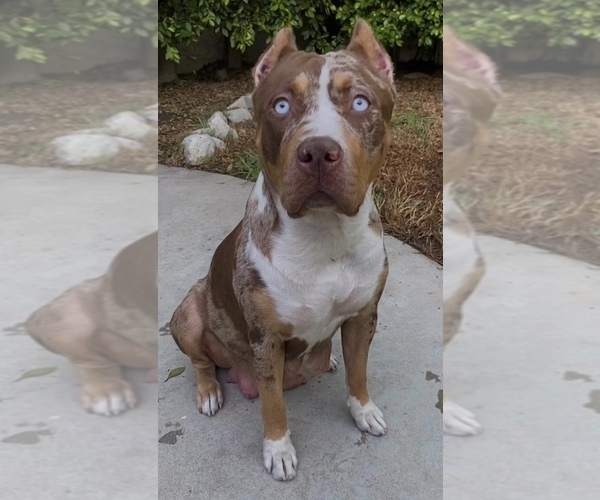 Medium Photo #1 American Bully Puppy For Sale in NORTH HOLLYWOOD, CA, USA