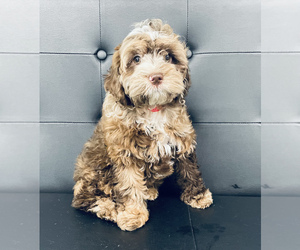 Cockapoo-Poodle (Toy) Mix Puppy for sale in CINCINNATI, OH, USA