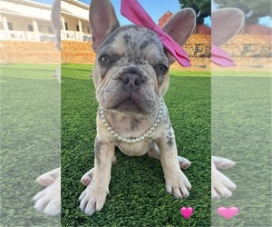 French Bulldog Puppy for Sale in PLEASANTON, California USA