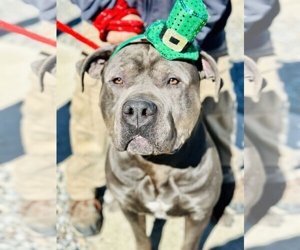 Medium Photo #2 American Bulldog-Unknown Mix Puppy For Sale in Jackson , NJ, USA