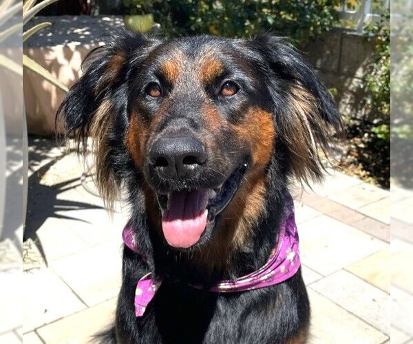 Medium Photo #3  Puppy For Sale in , 