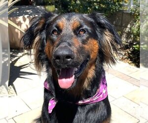 German Shepherd Dog-Unknown Mix Dogs for adoption in Lake Forest, CA, USA