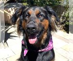 Small Photo #3  Puppy For Sale in , 