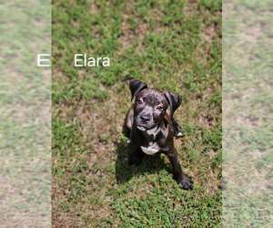 Elara - stormie litter - Female American Staffordshire Terrier-Unknown Mix Dog for Adoption - Photo #10