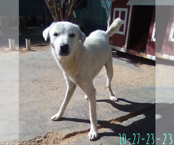 Medium Photo #2 Mutt Puppy For Sale in Apple Valley, CA, USA
