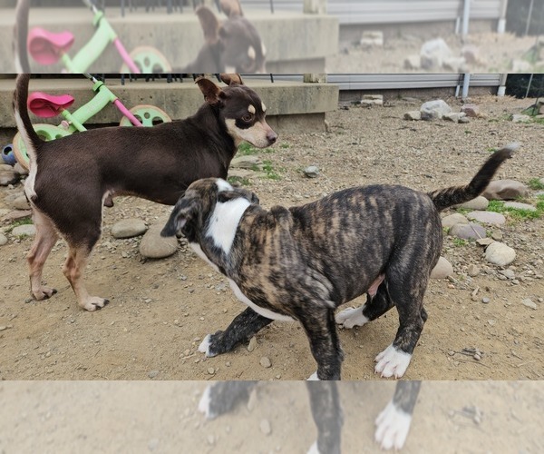 Medium Photo #9 Alapaha Blue Blood Bulldog Puppy For Sale in SHELOCTA, PA, USA
