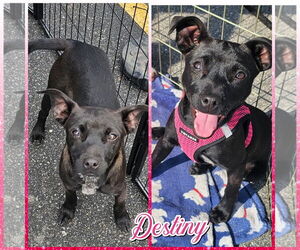 Rat-Cha Dogs for adoption in Blacksburg, SC, USA