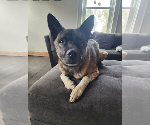 Medium Photo #7 Akita-Huskies  Mix Puppy For Sale in New London, WI, USA