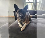 Small #6 Akita-Huskies  Mix