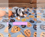 Puppy Daytona Australian Shepherd