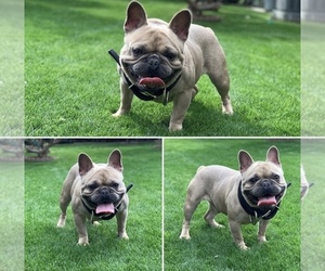 Father of the French Bulldog puppies born on 09/19/2019