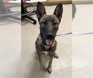 German Shepherd Dog Dogs for adoption in Riverside, CA, USA