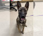Small German Shepherd Dog