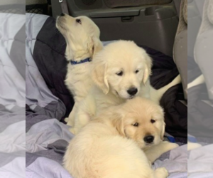 English Cream Golden Retriever Puppy for sale in SACRAMENTO, CA, USA
