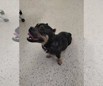 Small #3 Mutt
