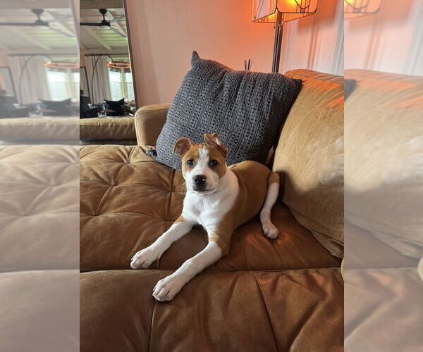 Medium Photo #6 American Pit Bull Terrier Puppy For Sale in Dana Point, CA, USA