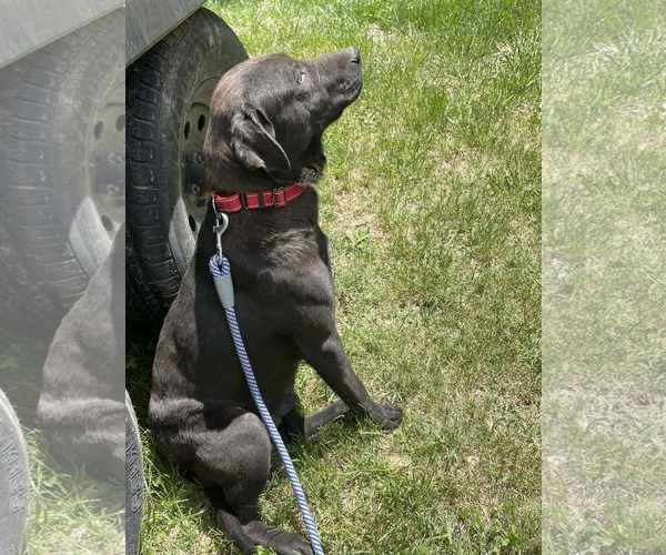 Medium Photo #4 Labrador Retriever-Unknown Mix Puppy For Sale in Rustburg, VA, USA