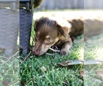 Small Photo #5 Border Collie-Poodle (Miniature) Mix Puppy For Sale in NAVAL BASE VENTURA COUNTY, CA, USA