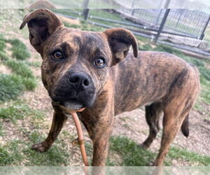 Mutt Dogs for adoption in Pueblo, CO, USA