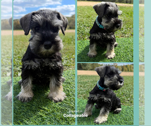 Schnauzer (Miniature) Puppy for sale in MONTICELLO, MS, USA