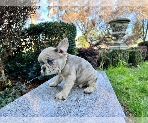Medium Photo #246 French Bulldog Puppy For Sale in HAYWARD, CA, USA