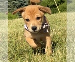 Puppy 1 Beagle-Shiba Inu Mix